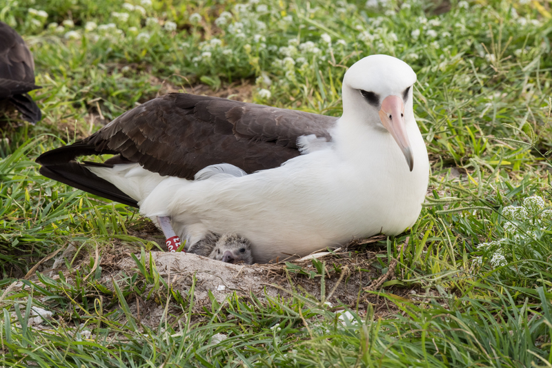 Wisdom in 2017, with her chick.